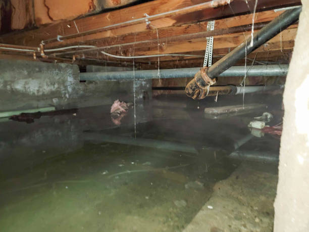 Best Water damage mitigation services  in Roaming Shores, OH