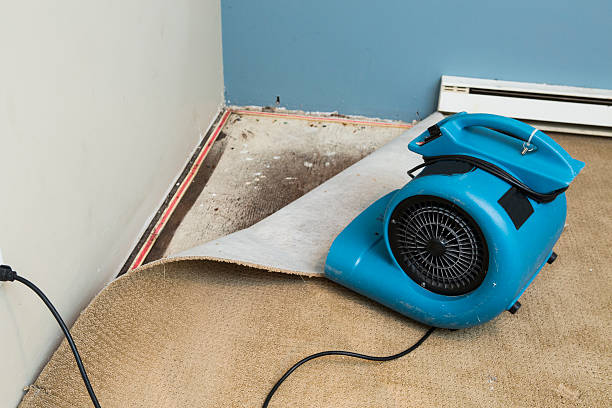 Best Water damage contractors near me  in Roaming Shores, OH